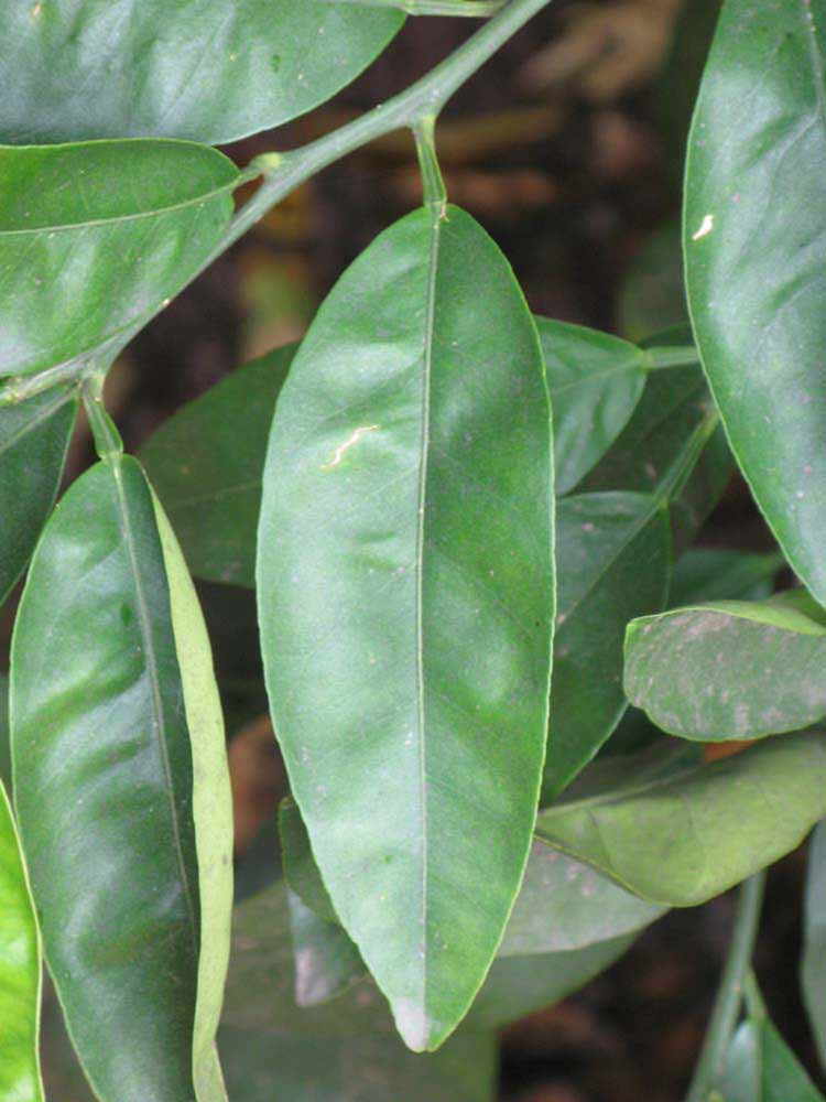              Unifoliolate leaf (Riverside, CA)       